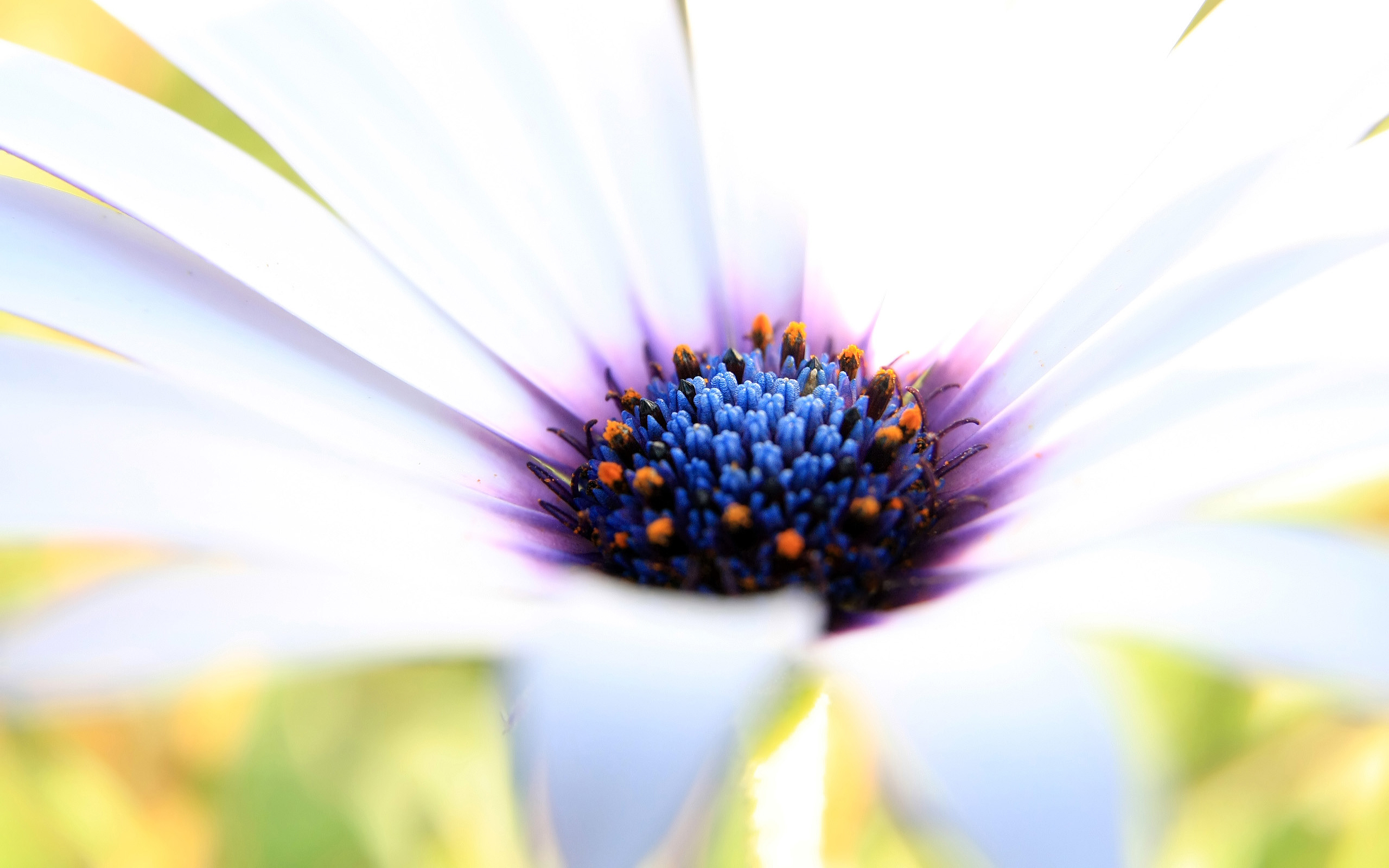 White Purple Flower3204514526